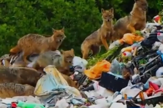 Srhljiv prizor s Pelješca: "Ko 'živali' strežejo hrano živalim" #video