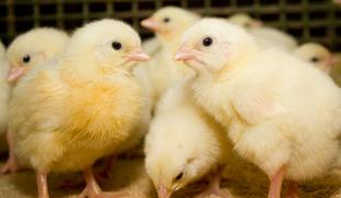 V Spuhlji zgorela perutninska farma z več tisoč piščanci