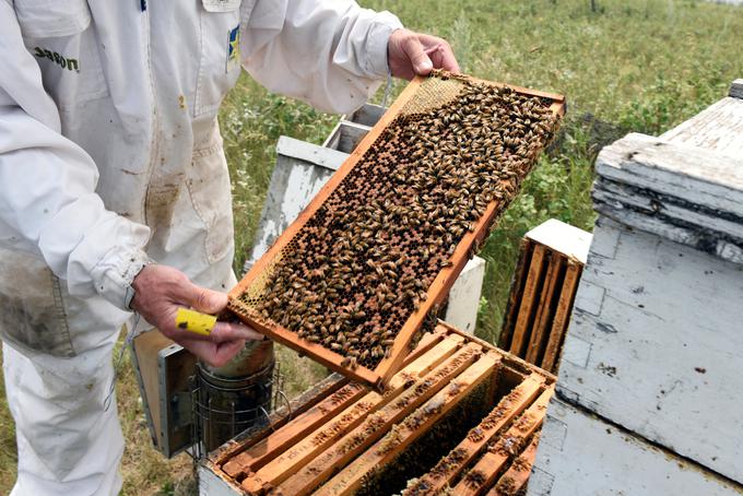 Opozorili so tudi na pomanjkanje finančnih sredstev za izvedbo mednarodnega tekmovanja mladih čebelarjev, ki je zaradi tega ogroženo. | Foto: Reuters