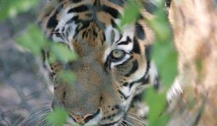 V živalskem vrtu v Koebenhavnu tigri ubili obiskovalca