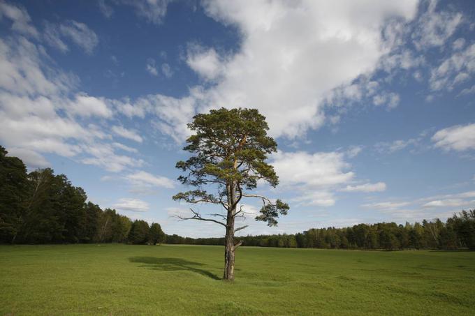 Slogan letošnjega svetovnega dneva Zemlje je Drevesa za Zemljo. Koliko dreves pa pravzaprav je na Zemlji? Okoljevarstvena organizacija Treehugger je to izračunala lani in prišla do neverjetne ocene - na Zemlji je več kot tri bilijone oziroma več kot tri tisoč milijard dreves. | Foto: 