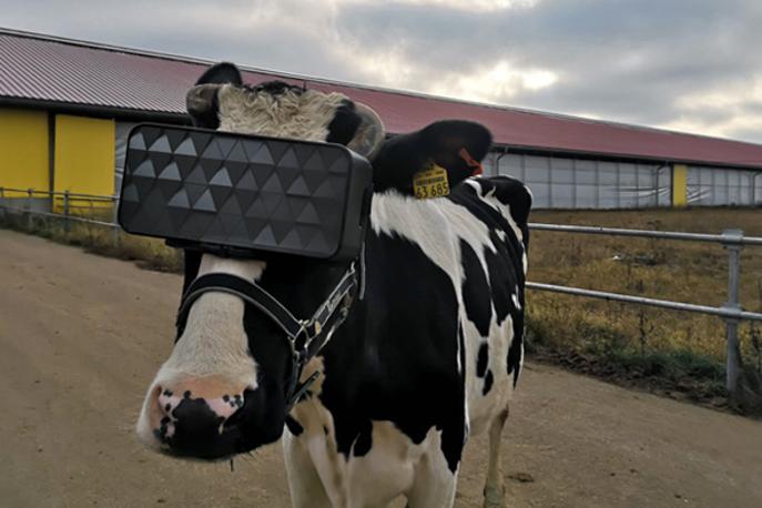 krava, VR, Rusija | Očala navidezne resničnosti so bila skrbno prilagojena ciljnim uporabnicam. | Foto mosreg.ru