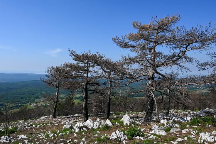 Pogled na Kras | Foto: Matej Podgoršek