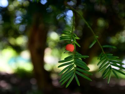 Množična zastrupitev prvošolčkov: zaužili so vršičke strupene tise
