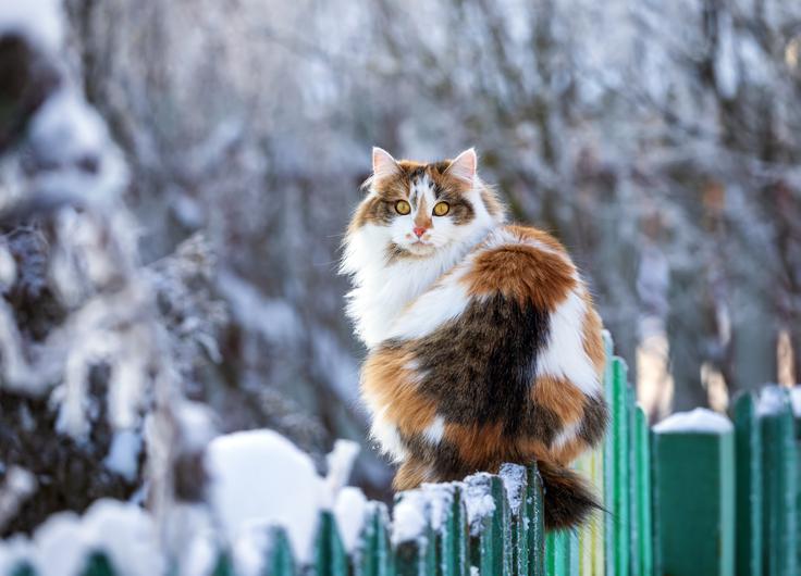 mačka, maček | Foto: Shutterstock