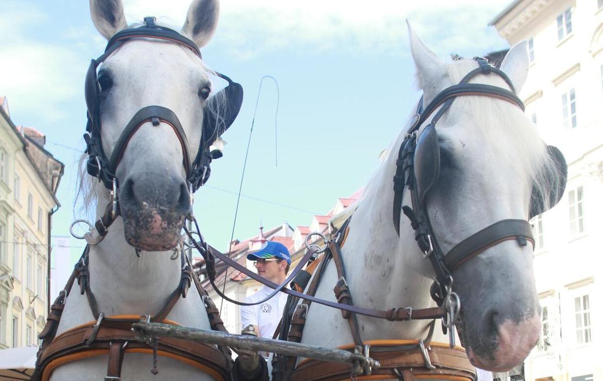 konji lipicanci ljubljana | Foto KZS/Goran Antlej