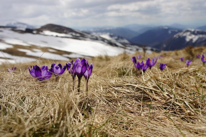 pomlad | Foto: Unsplash