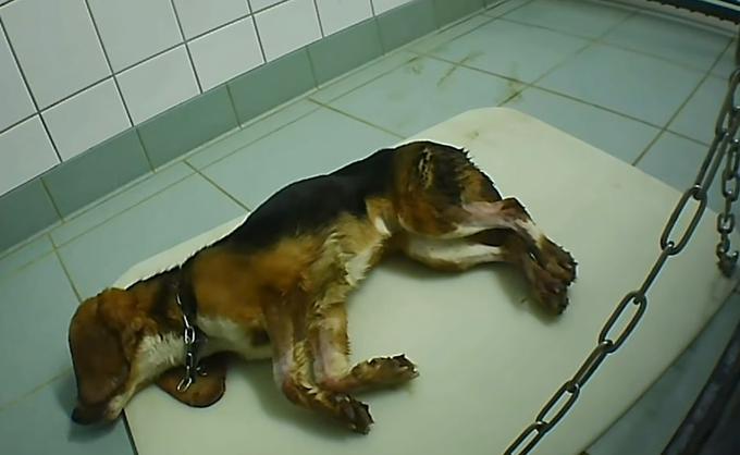 mučenje živali | Foto: SOKO Tierschutz/Cruelty Free International