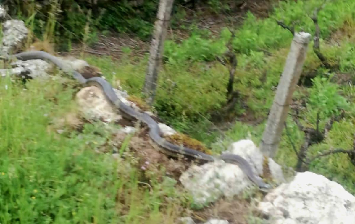 Kača progasti gož | Progasti gož je dolg tri metre in pol.  | Foto Radio Imotski/FB