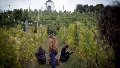 Vinograd na najlepšem mariborskem griču spet živi (foto)