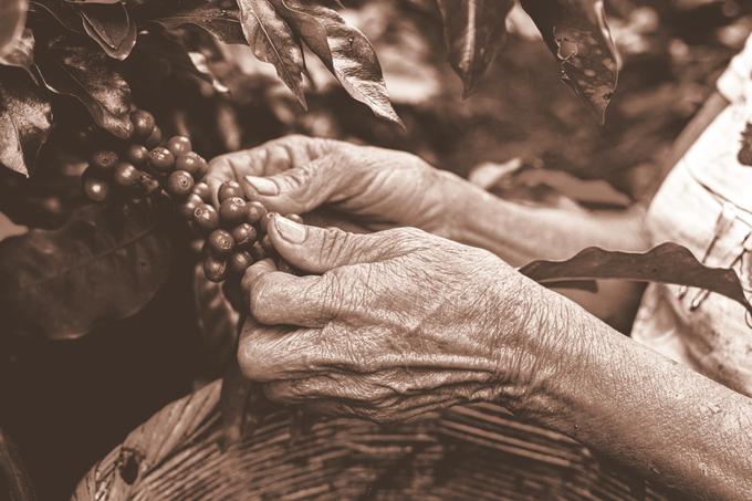 Kava, ki jo pobirajo ročno, je praviloma dražja in prav za kavo arabica velja, da jo največkrat obirajo ročno. | Foto: 