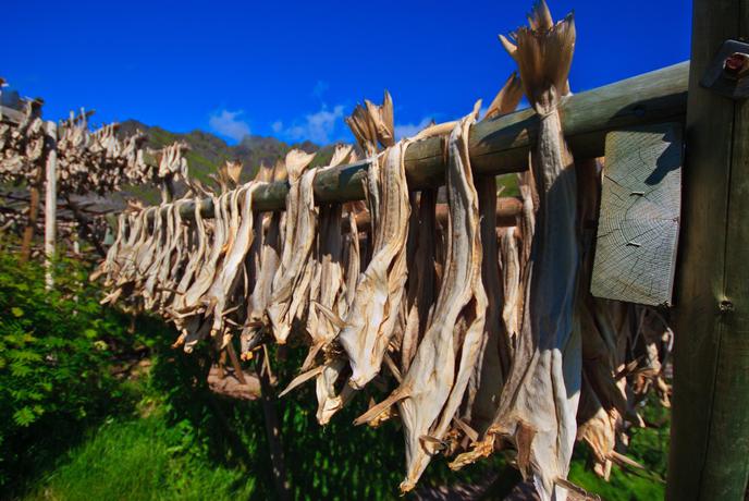 Legenda o suhem bakalarju: vsega so krivi Benečani