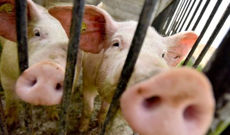 Kupci digitalne hrvaške svinje v dveh letih in pol do pravega svinjskega mesa