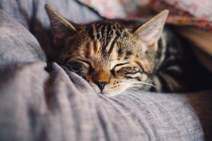 mačka mačke | Desjacques je povedal tudi, da bodo združenja za zaščito živali proti moškemu vložila kazensko ovadbo zaradi okrutnega ravnanja z živalmi in malomarnosti. | Foto Pixabay