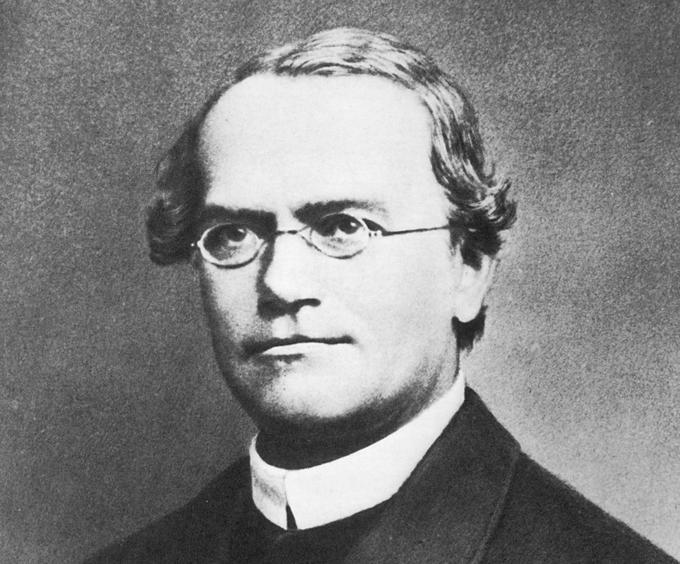 Gregor Mendel je leta in leta potrpežljivo izvajal poskuse z grahom. V obdobju njegovega življenja njegove ugotovitve niso vzbudile svetovnega zanimanja, kot so ga na primer Darwinove ugotovitve, znanost je njegovo delo začela ceniti šele nekaj let po njegovi smrti. | Foto: Thomas Hilmes/Wikimedia Commons