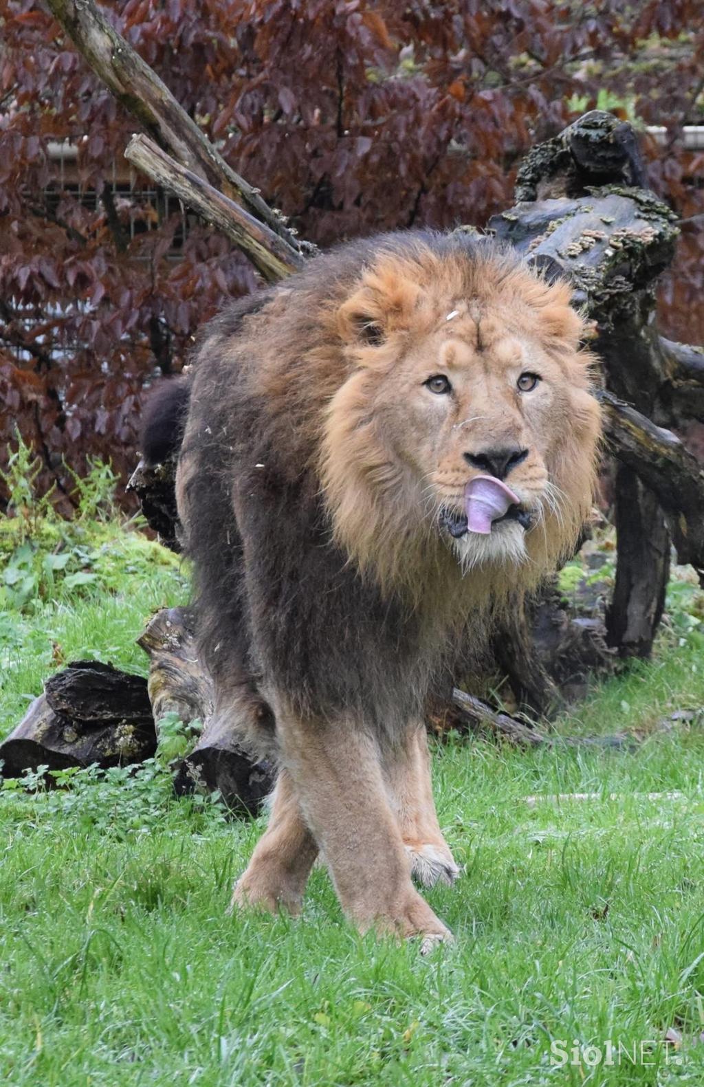 Lev Ljubljana ZOO