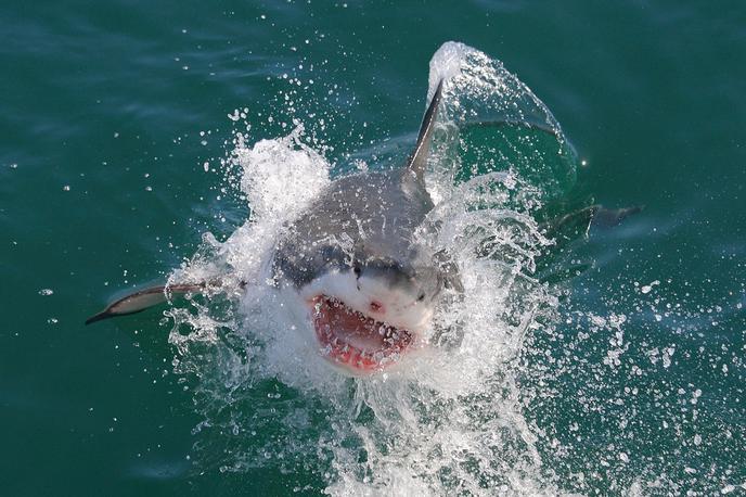 Beli morski pes | Fotografija je simbolična. | Foto Shutterstock