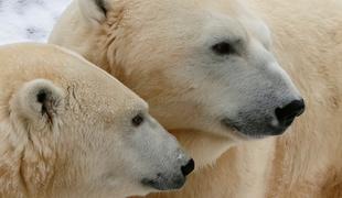 Polarni medved na Aljaski ubil dva človeka