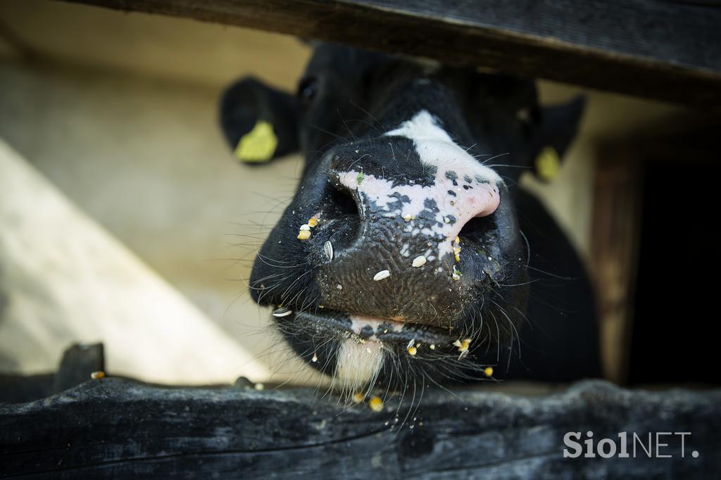 Stanko Valpatič ekološka kmetija vegan veganski izdelki Za naravo Društvo za osvoboditev živali krava veganstvo hrana