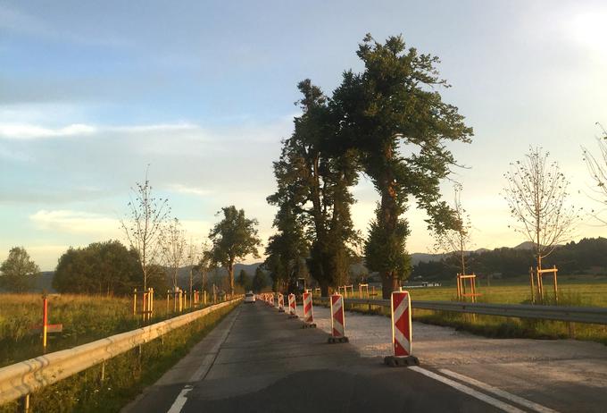 Prenova ceste skozi Napoleonov drevored v Logatcu, kjer bodo namesto betonskih plošč položili novo asfaltno podlago, bo po zagotovilih Direkcije za infrastrukturo končana letos septembra. | Foto: Gregor Pavšič