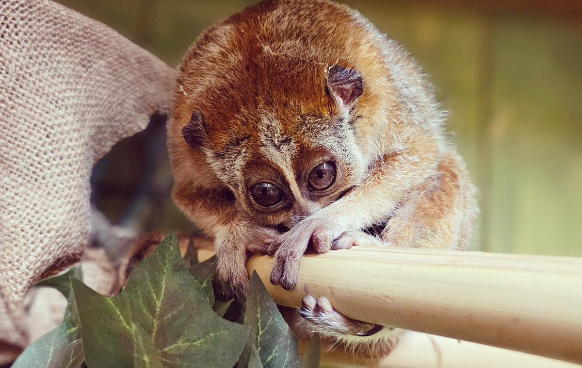Mai, pritlikavi počasni lori | Pritlikavi počasni lori (Nycticebus pygmaeus) spada v skupino polopic, čeprav za razliko od drugih primatov ne skače. | Foto Tropska hiša