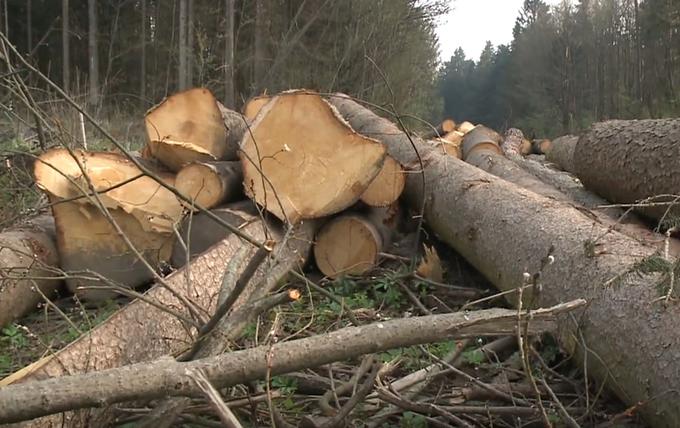 Zadnja takšna velika lesna afera se je v Sloveniji zgodila pred štirimi leti, ko je goljuf Marjan Travar, direktor avstrijskega podjetja KLM, po žledolomu leta 2014 opeharil najmanj 50 obupanih kmetov, od katerih je odkupoval poškodovani les. Njihovi hlodi so končali na žagah v Avstriji in Italiji, denarja zanje pa niso nikoli prejeli. | Foto: Planet TV