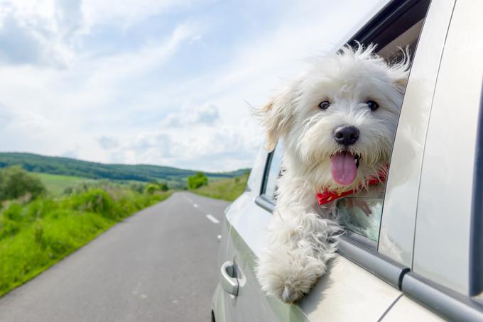pes kuža potovanja dopust | Foto: Shutterstock