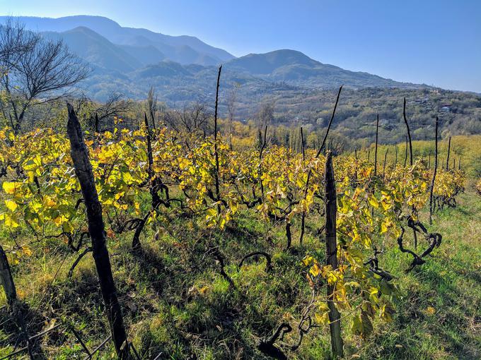 vinograd Gruzija | Foto: Pixabay