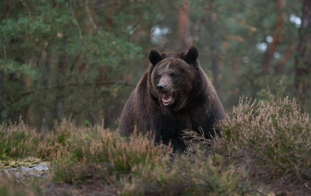 Rjavi medved | Foto Guliverimage