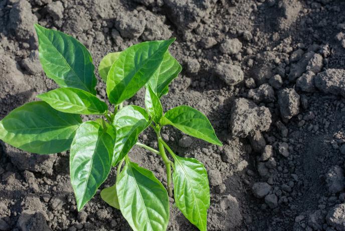 Zakaj paprika in jajčevci maja še vedno mirujejo ter kako jih spodbuditi?