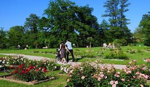 V rožnem vrtu Tivolija več kot 1000 vrtnic