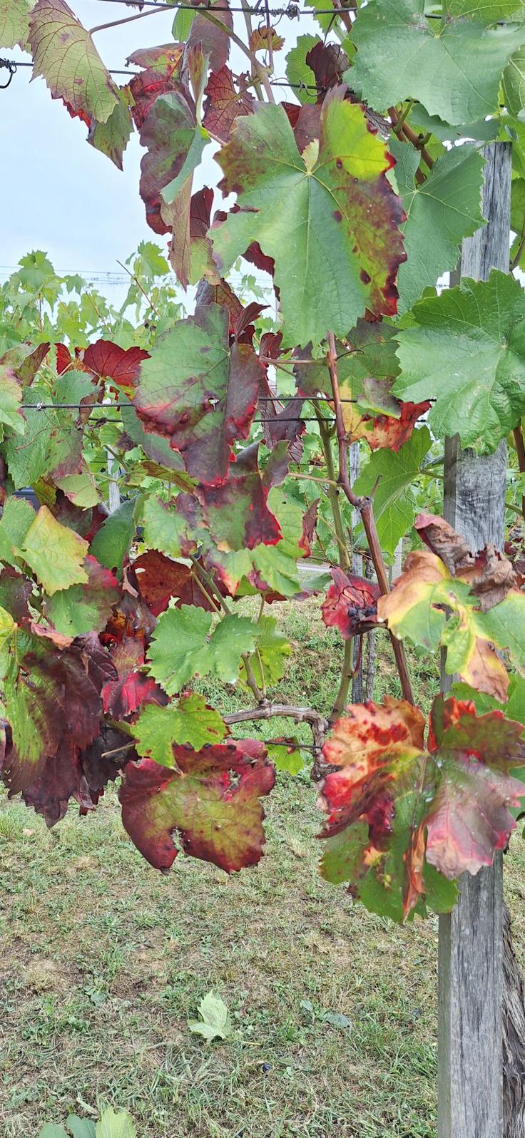 Bolezen zlate trsne rumenice | Foto: STA