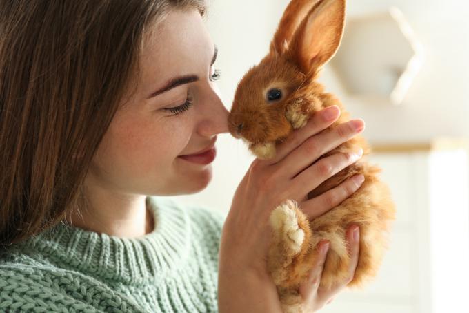 zajec zajček hišni ljubljenček | Foto: Shutterstock