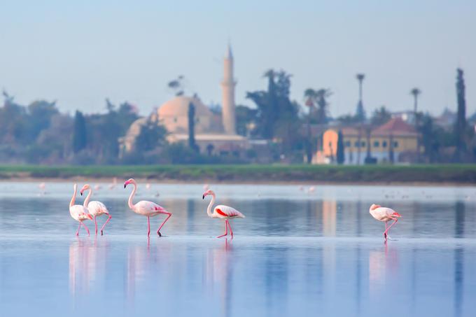 Plamenci v Larnaci | Foto: Shutterstock