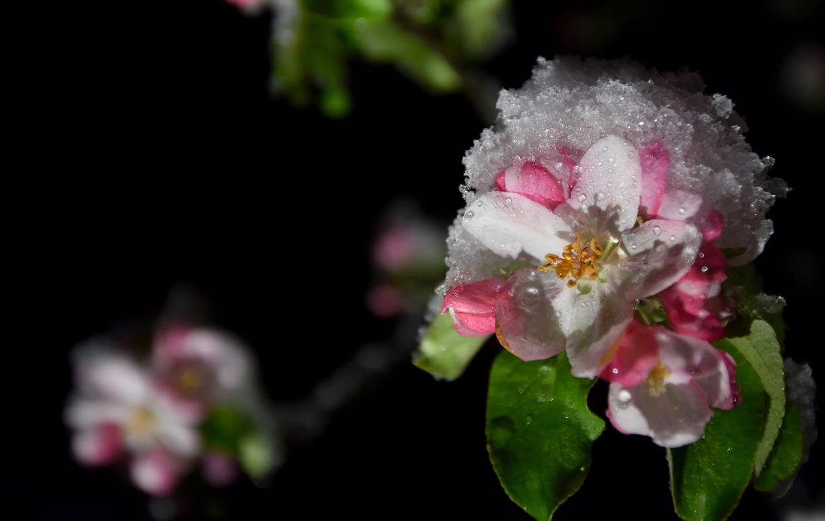 pozeba | Medtem ko ponekod marelice že zaključujejo cvetenje ali so že odcvetele, kot je to na primer na Vipavskem, so breskve, češnje in višnje še v polnem cvetenju.  | Foto STA