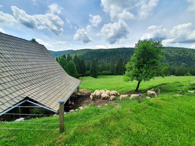 ovce | Foto: David Florjančič / Meteoinfo Slovenija