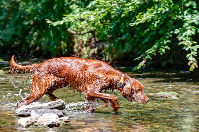 Irski rdeči seter | Foto: Shutterstock