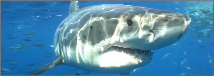 V svetovnih morjih plava na milijone morskih psov, a le redki med njimi so tako osupljivi, da jih pozna ves svet. Ta dokumentarna oddaja vas bo popeljala v domovanje najslovitejših morskih psov, kot sta morski tiger in veliki beli morski pes. • V ponedeljek, 27. 7., ob 2.55 na National Geographic Wild.*

 | Foto: 