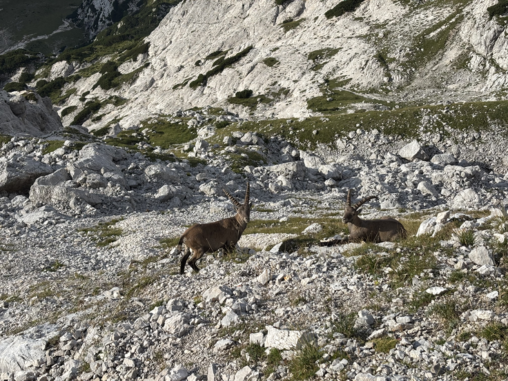 Prvič sem čisto od blizu srečal tri kozoroge. | Foto: Žiga Papež