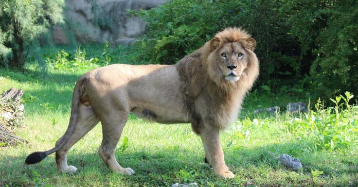 Uganda | Foto: Zoološki vrt Grada Zagreba/Facebook