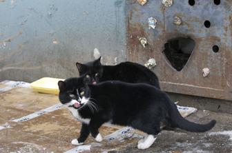 Množičen pogin zdravih mačk na hrvaškem otoku: kaj se dogaja?