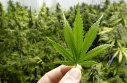 Spodnji dom kanadskega parlamenta za legalizacijo marihuane