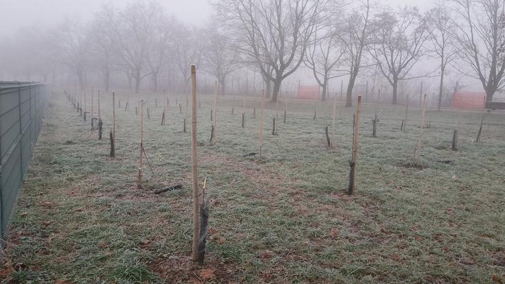 Uničen sadovnjak ob Vojkovi cesti. | Foto: 
