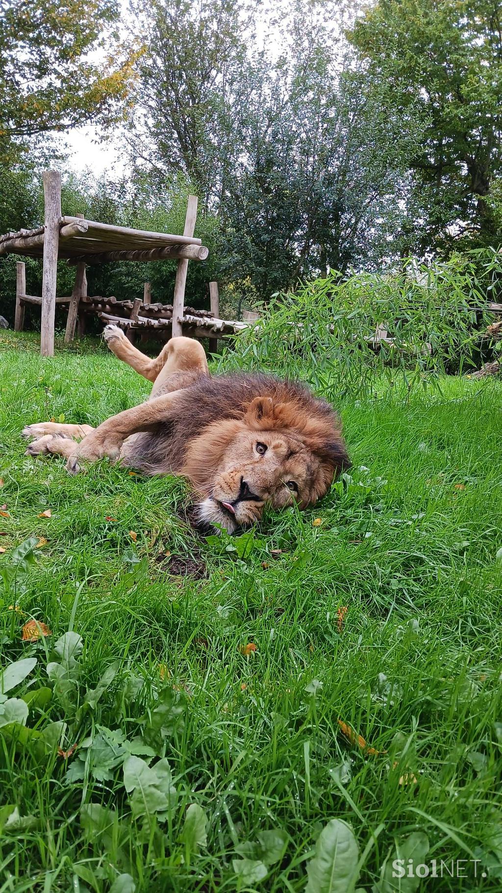 Lev Ljubljana ZOO