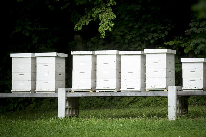 Dva od desetih panjev so vandali prevrnili s stojala, a sta obe čebelji družini padec preživeli. | Foto: Ana Kovač