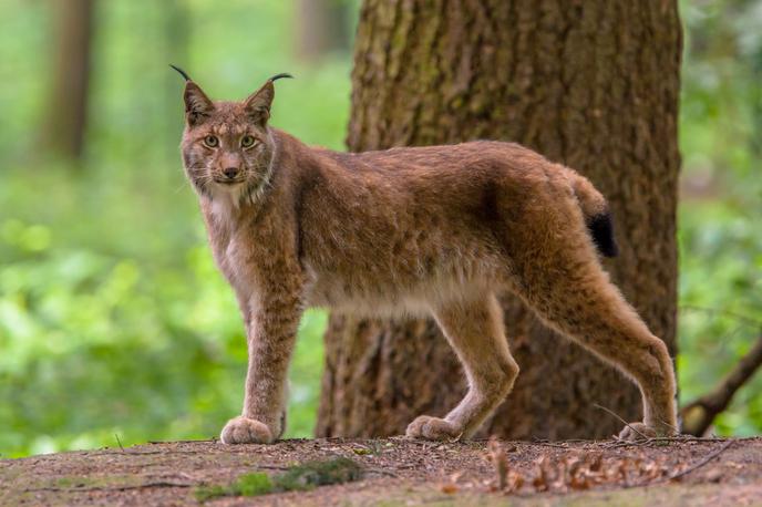 ris, risi, žival, lynx lynx | Po nekaterih ocenah je v Sloveniji trenutno okoli 40 odraslih risov. Za njihovo ohranjanje na našem prostoru je skrbel tudi projekt Life Lynx. (Fotografija je simbolična.) | Foto Shutterstock