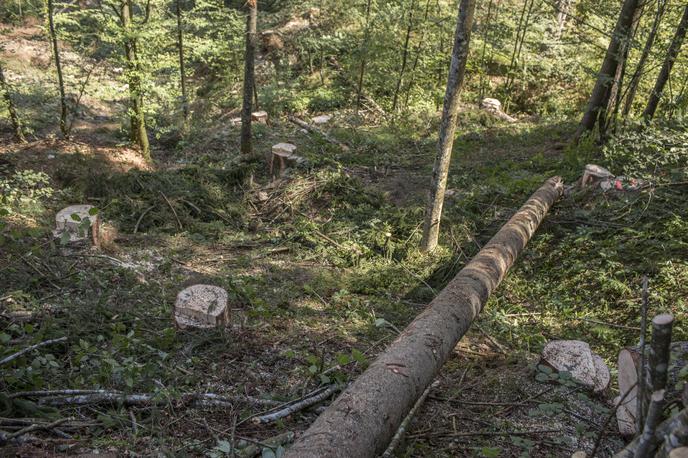 lubadar Bled Bohinj gozd sečnja | Fotografija je simbolična. | Foto Matej Leskovšek