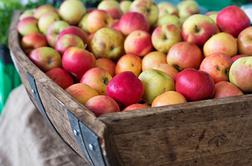 Jabolk po lanski izjemni letini letos za tretjino manj