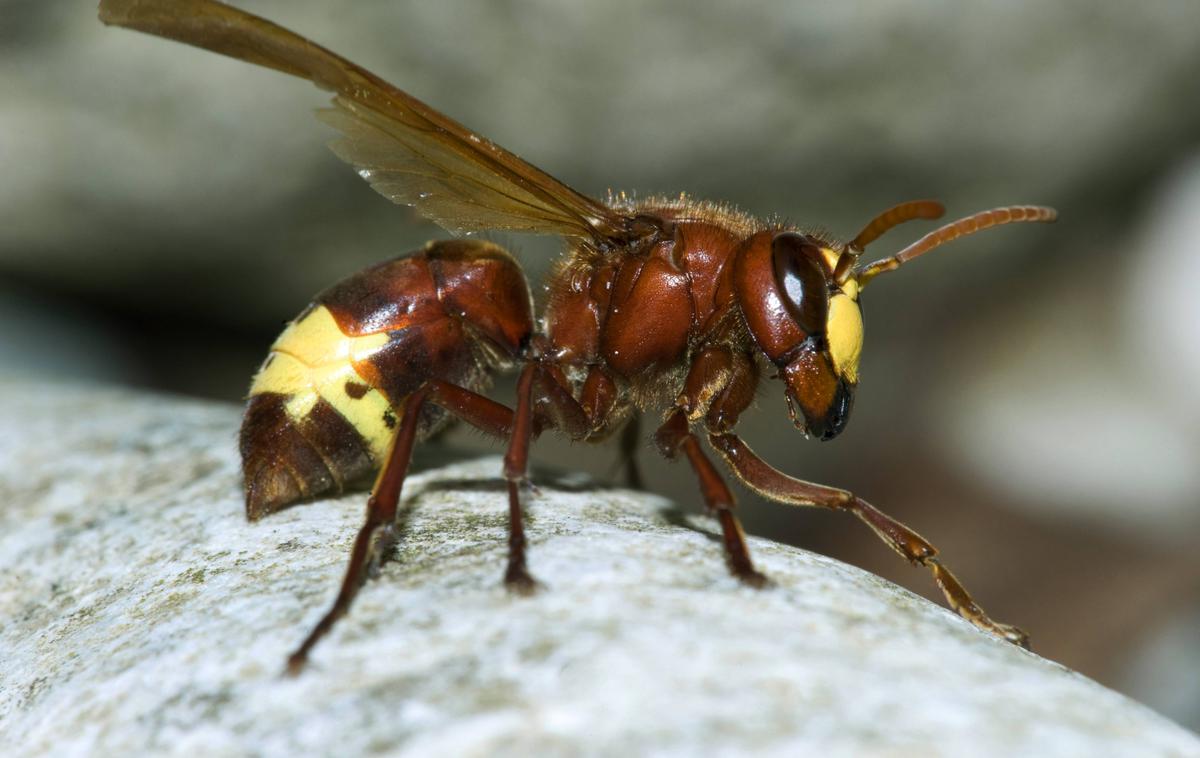 Orientalski sršen (Vespa orientalis) | Pik orientalskega sršena je zelo boleč, saj je na drugem mestu strupenosti med sršeni, takoj za orjaškim sršenom. | Foto Guliverimage