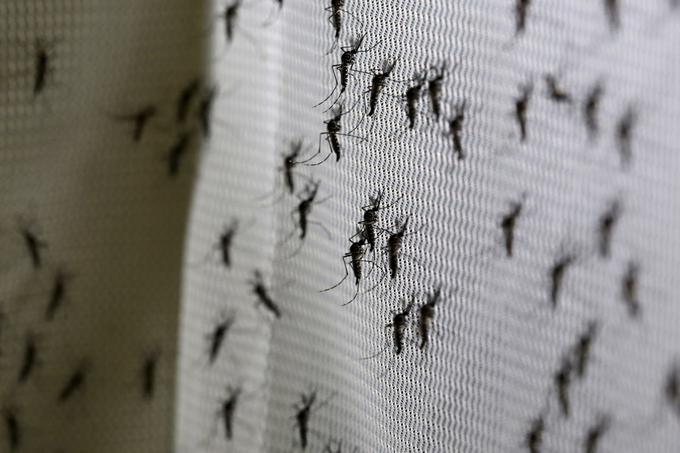 Virus zika se širi s komarji. | Foto: Reuters